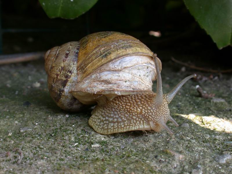 Cornu aspersum (Linnaeus,1758)